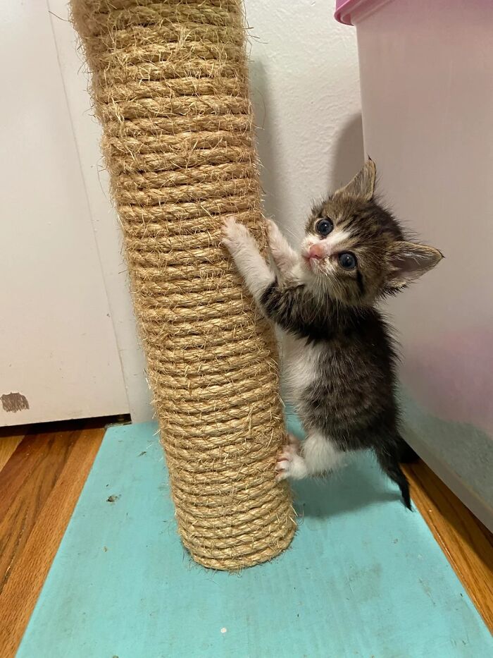 Kitten climbing a sisal scratching post indoors, showcasing adorable and wholesome cat moments.