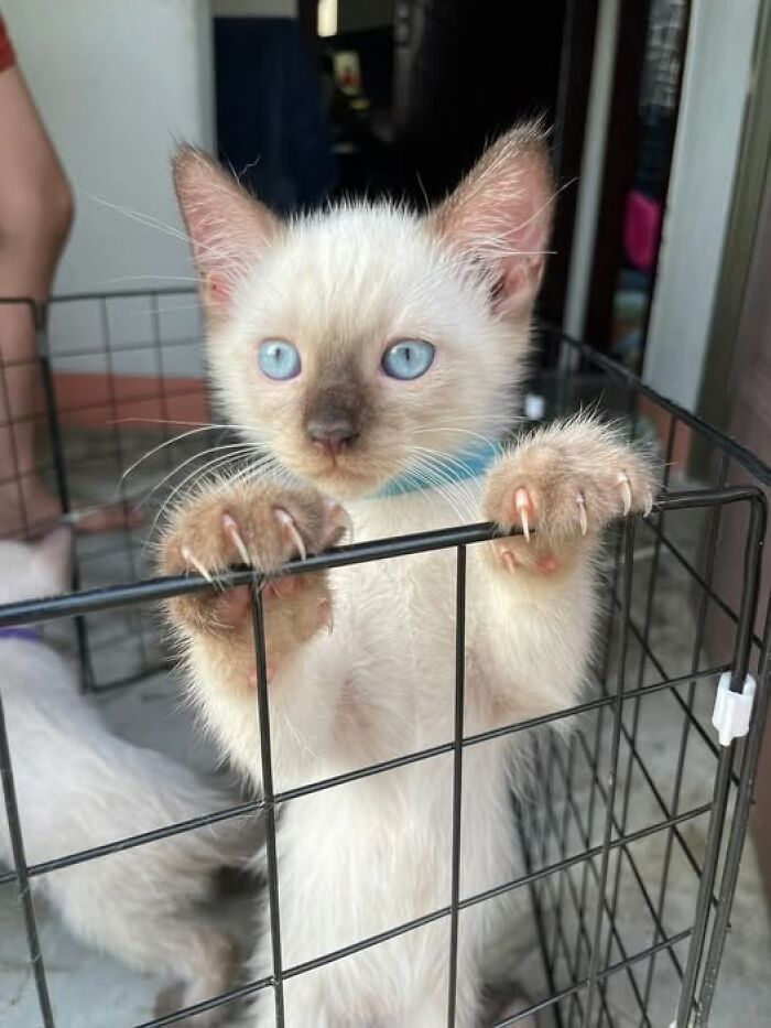 Adorable cat with blue eyes and claws gripping a black wire cage in a cozy indoor setting.