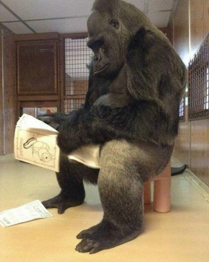 Gorilla sitting indoors holding a chaotic animal pic with a humorous expression in a cage-like setting.