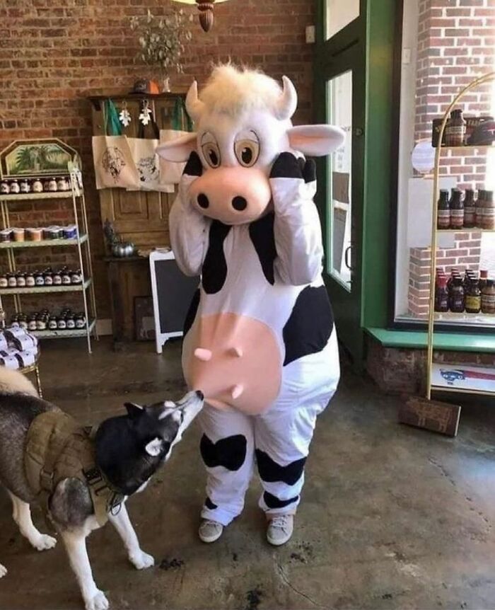 A dog sniffing a person dressed in a chaotic cow costume inside a rustic store with shelves and brick walls.