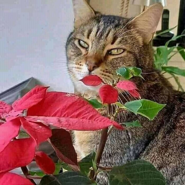 Tabby cat sniffing red and green leaves in a close-up shot, showcasing hilarious cat moments from important animal images.
