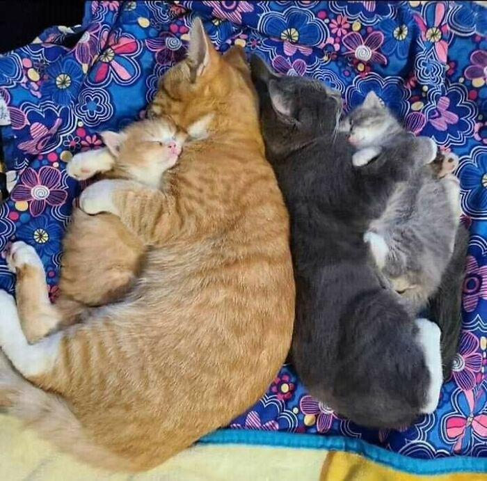 Two adult cats and two kittens cuddling and sleeping on a colorful floral blanket, showcasing hilarious cat moments.