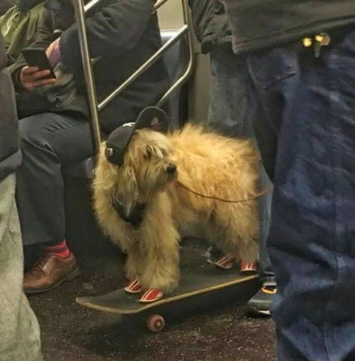 Fluffy dog wearing a cap and shoes standing on a skateboard inside a crowded subway, capturing chaotic animal humor.