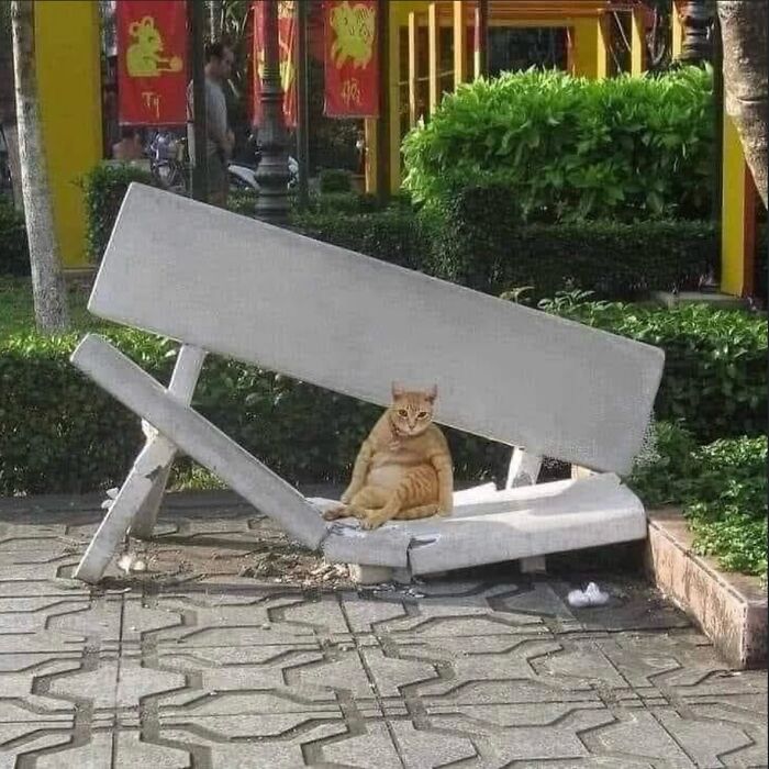 Orange cat sitting casually on a hilariously chaotic broken bench in a colorful outdoor setting with greenery around.