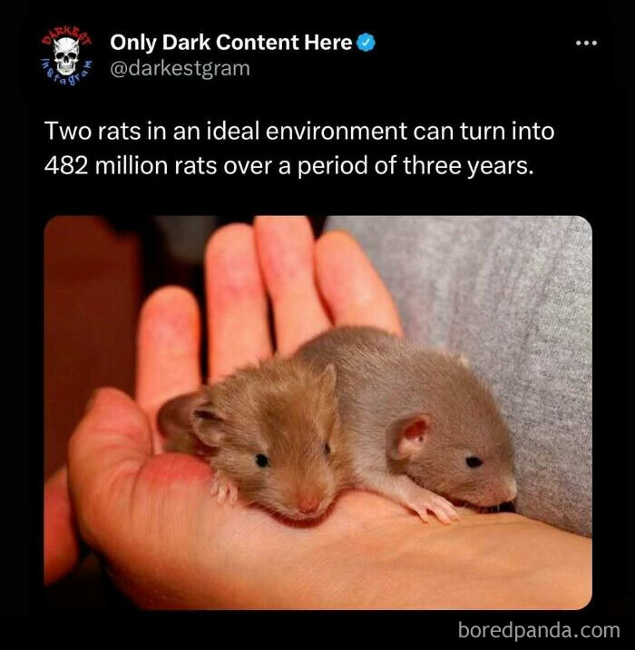 Two baby rats resting in a person's hand illustrating creepy dark Instagram content and eerie spooky stories.