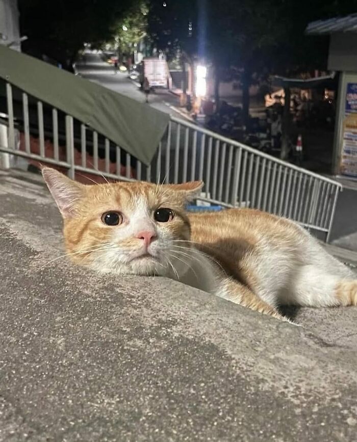 Adorable orange and white cat lying on a concrete surface at night, showcasing sweet and wholesome cat moments.