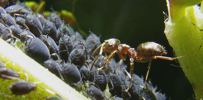 Close-up of an ant among black aphids on a plant, illustrating disturbing facts that don’t help to sleep at night.