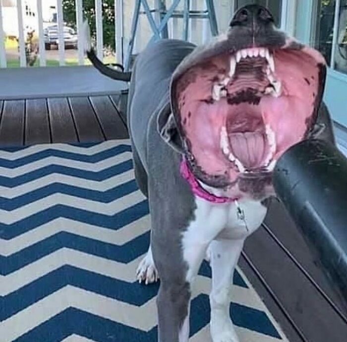 Dog with mouth wide open in a chaotic animal pic, standing on a blue and white zigzag rug on a wooden porch.