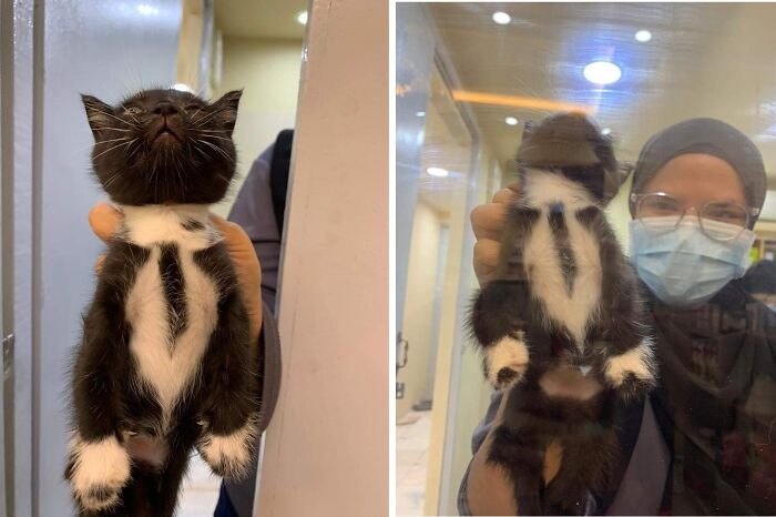 Black and white kitten making a funny heart-shaped pattern with its fur, showcasing hilarious cat moments on the internet.