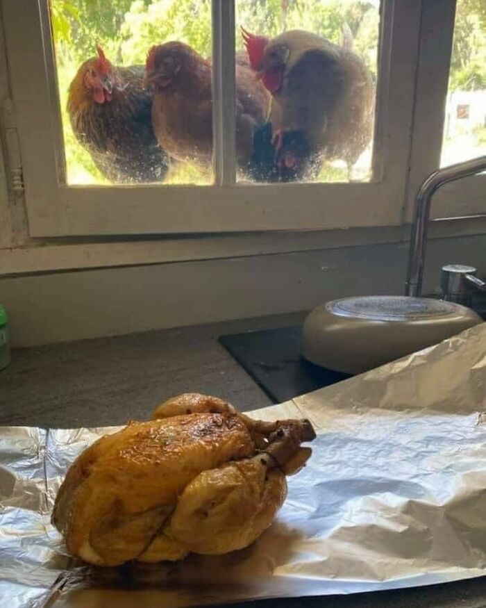 Chickens peering through a window at a cooked chicken on a kitchen counter in a chaotic animal moment.