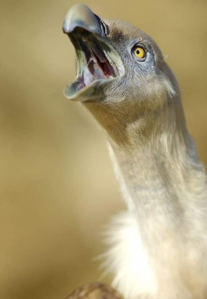 “From Skopje Zoo To The World: How My Wildlife Photos Captivated Global Media Without Ever Leaving Macedonia”