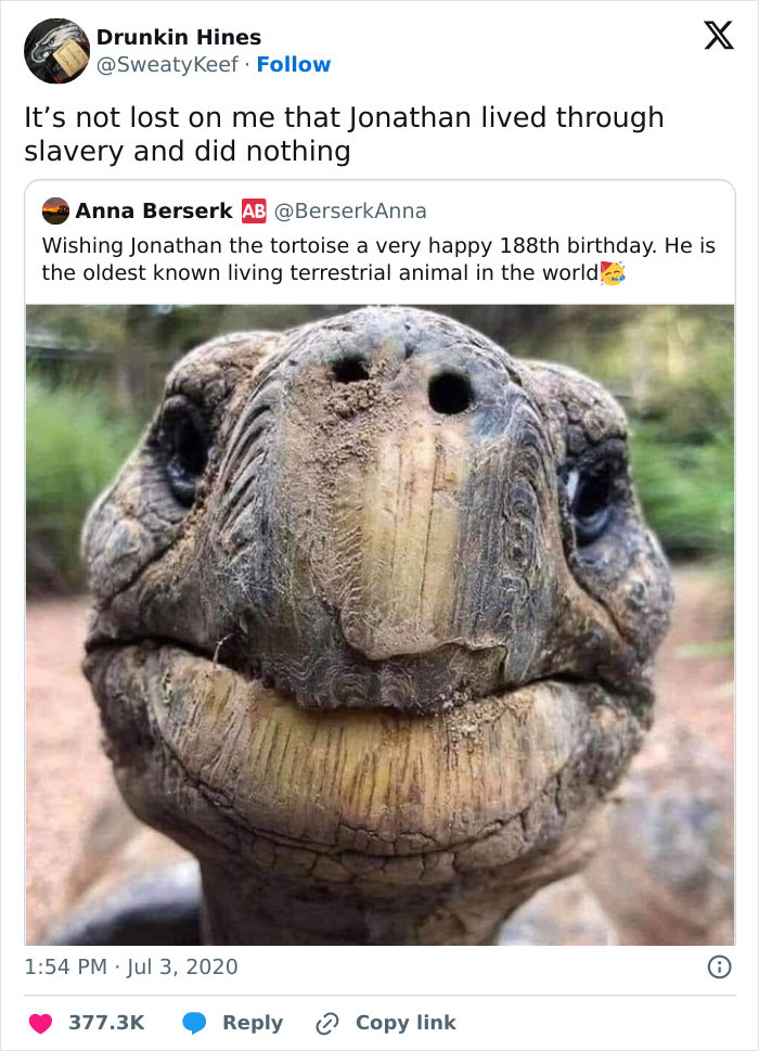 Close-up of an old tortoise face featured in popular random memes that bring chaos, laughter, and unfiltered fun online.