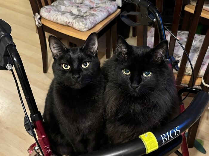 Two adorable black cats sitting close together on a walker indoors, showcasing adorable and wholesome cat pics