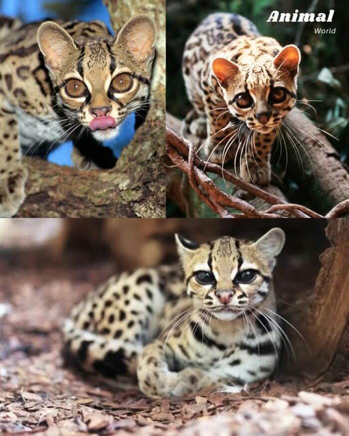 Three unique and cute spotted wild cats in natural forest settings showing nature's beautiful surprises.
