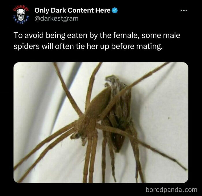 Close-up of a brown spider tying up another spider, illustrating creepy stories from the darkest page on Instagram.