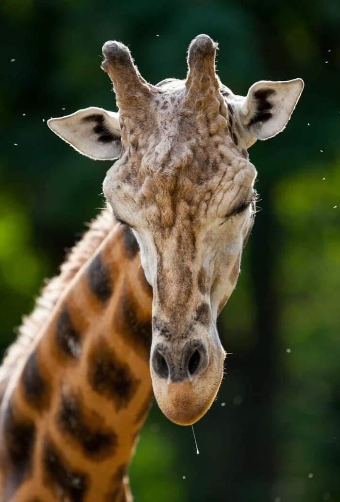 “From Skopje Zoo To The World: How My Wildlife Photos Captivated Global Media Without Ever Leaving Macedonia”