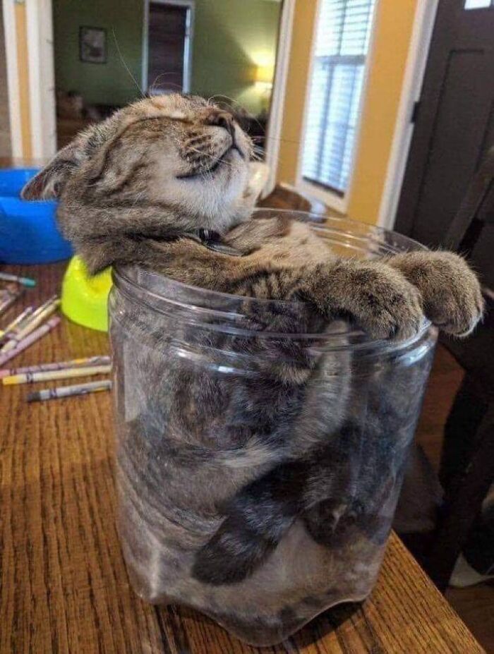Tabby cat comfortably curled up and sleeping inside a clear container on a wooden table, showcasing adorable cat pics.