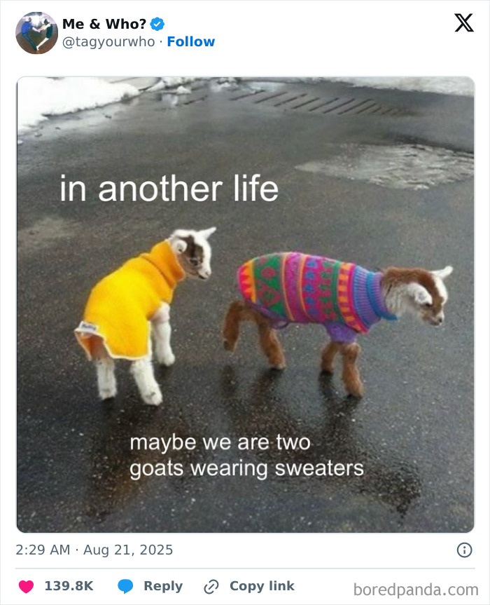 Two goats wearing colorful sweaters on wet pavement in a funny and relatable tweet about August humor.