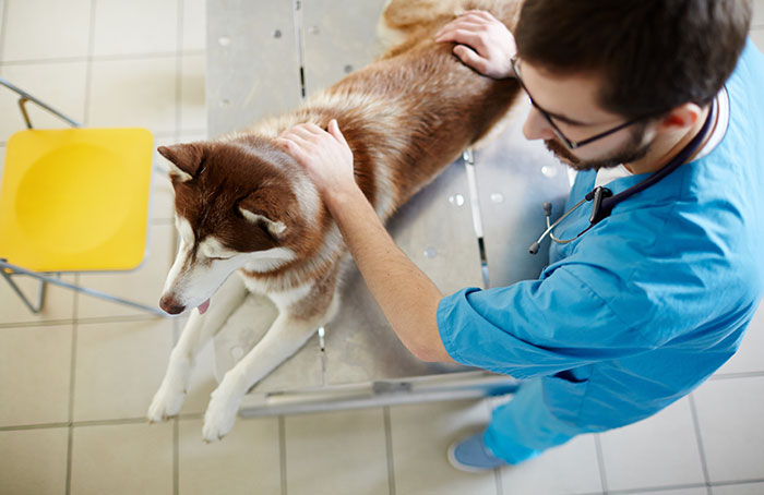 Veterinarian in blue scrubs examining a husky dog on a metal table in a clinical setting.