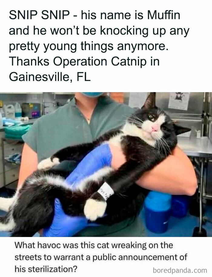 Person in scrubs holding a large black and white cat after sterilization, capturing chaos and laughter from random memes.