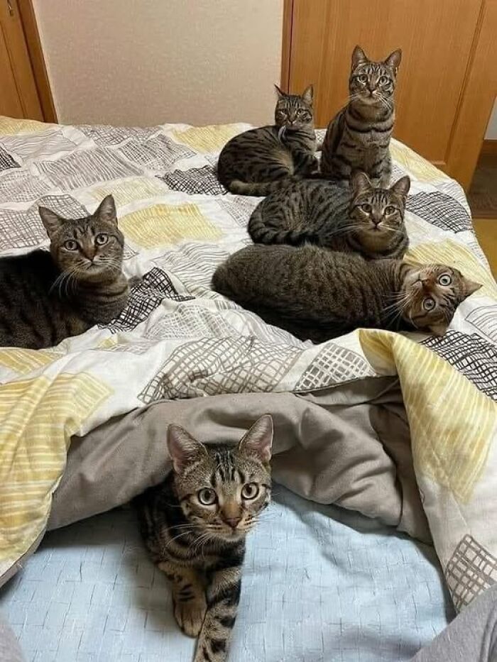 Six adorable tabby cats lounging on a bed, with one peeking out from under the blanket in a cozy setting.