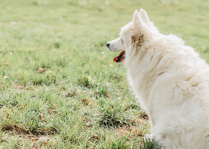 Fluffy white dog standing in grass looking to the side, illustrating petty revenge on entitled dog owner story.