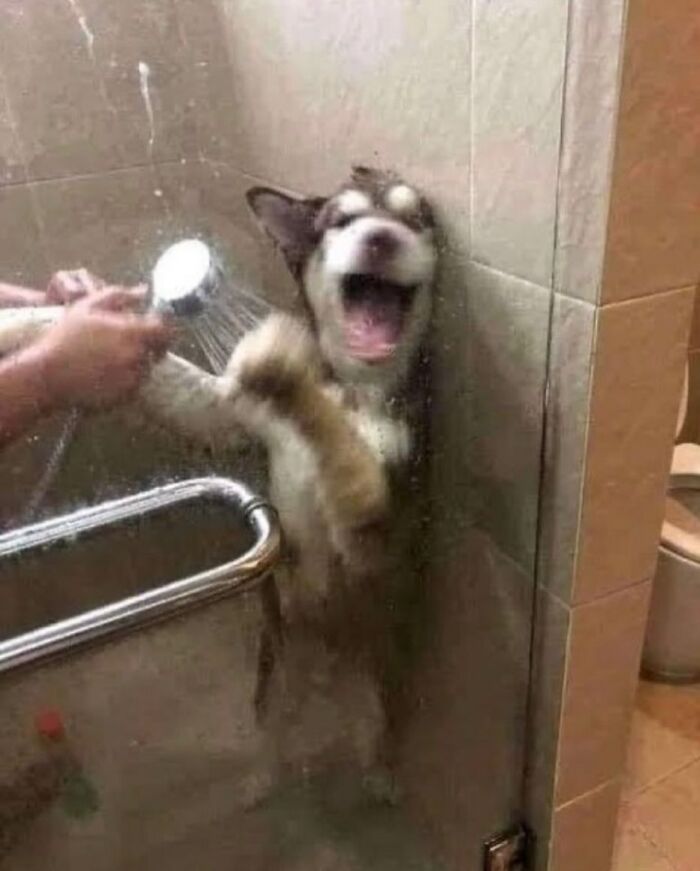 Dog reacting chaotically to shower water in a bathroom, capturing a hilariously chaotic animal moment.