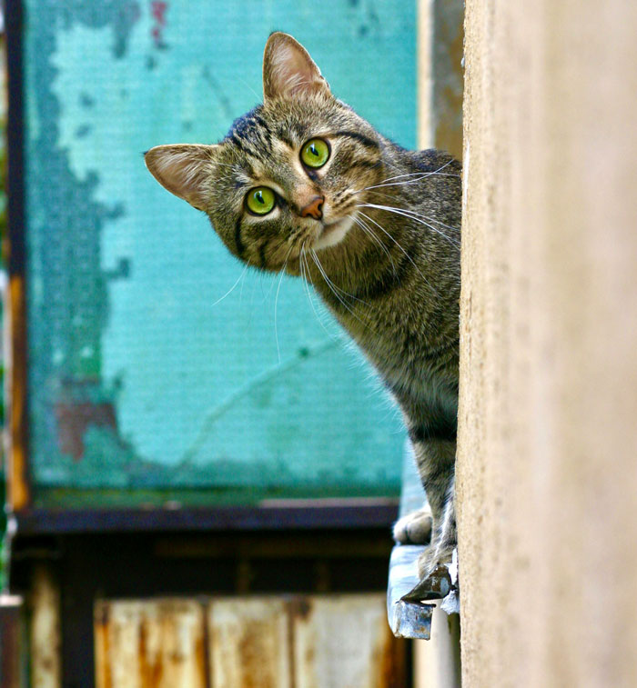 Curious tabby cat peeking around a wall, showcasing an unexpected family flex that might make you feel jealous.