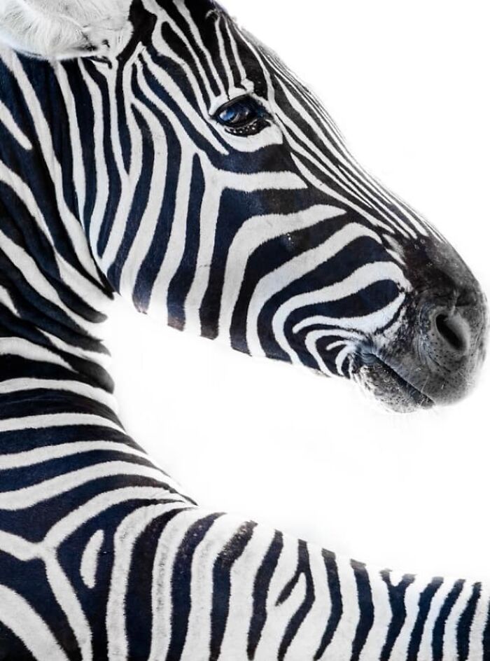 “From Skopje Zoo To The World: How My Wildlife Photos Captivated Global Media Without Ever Leaving Macedonia”