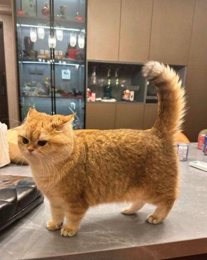 Chubby ginger cat standing on a countertop in a modern kitchen, showcasing adorable and wholesome cat pics.
