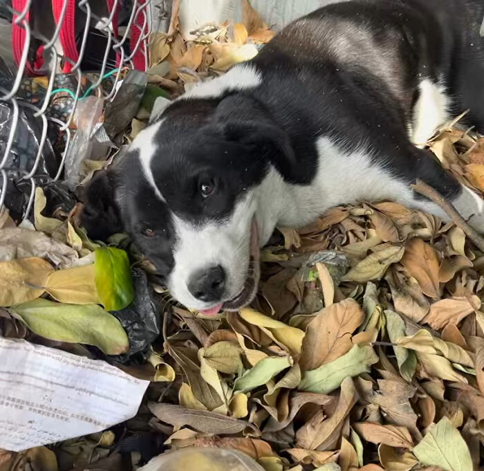 Injured dog resting among trash and dry leaves after being rescued and nursed back to health by caring rescuers. Injured dog resting among trash and dry leaves after being rescued and nursed back to health by caring rescuers.