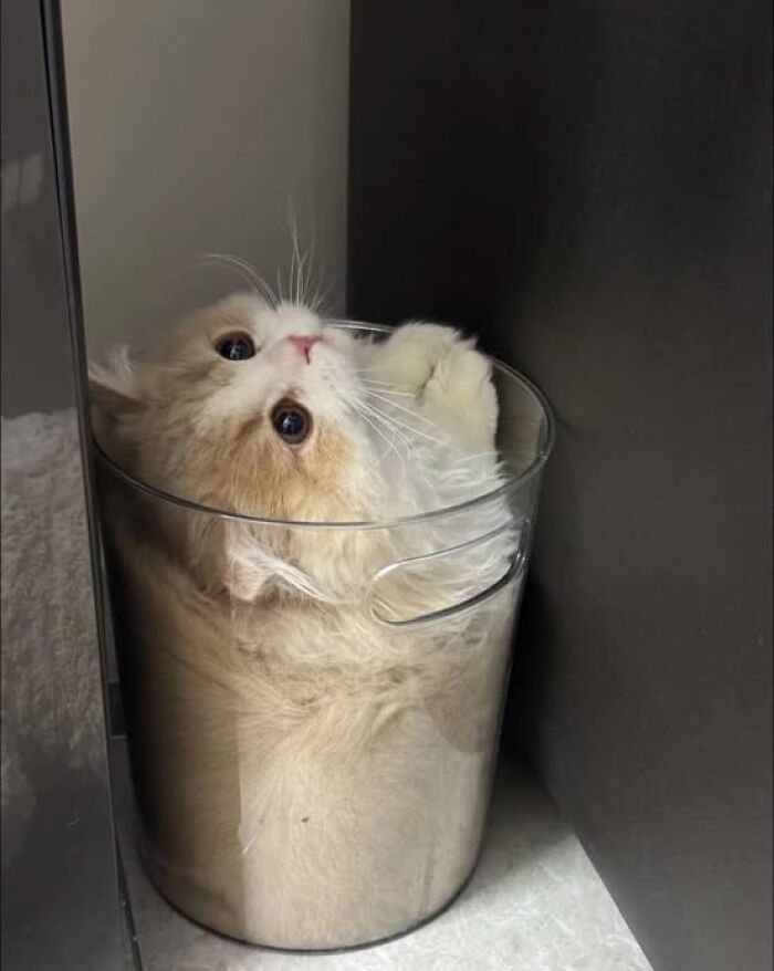 Fluffy cat curled up inside a clear container, showcasing adorable and wholesome cat pics in a cozy setting.