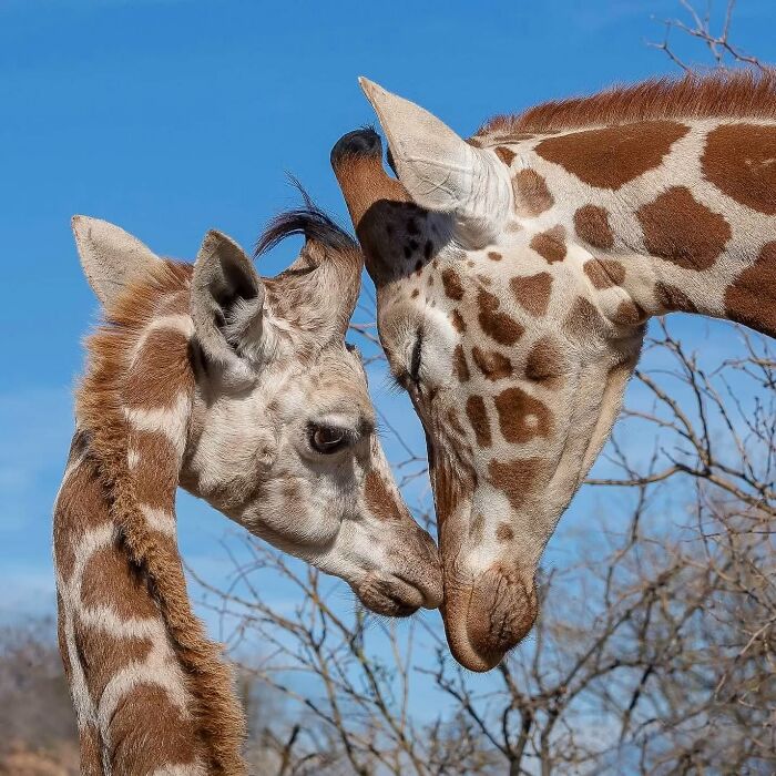 Close-up of a mother giraffe and her baby touching heads in a tender wildlife moment celebrating mothers and their babies.