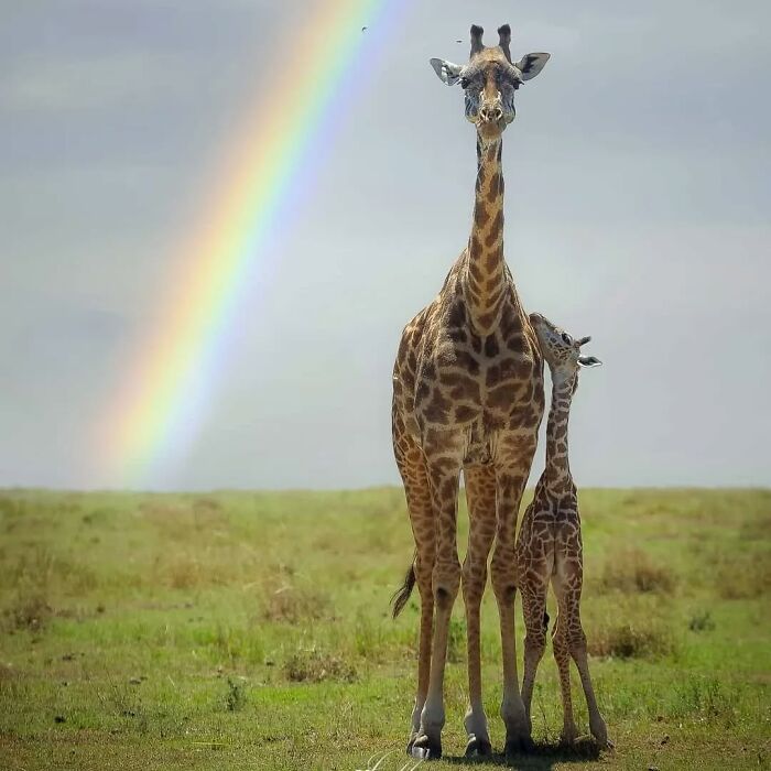 Adult giraffe and baby standing together under a rainbow, showcasing adorable wildlife photos of mothers and their babies.