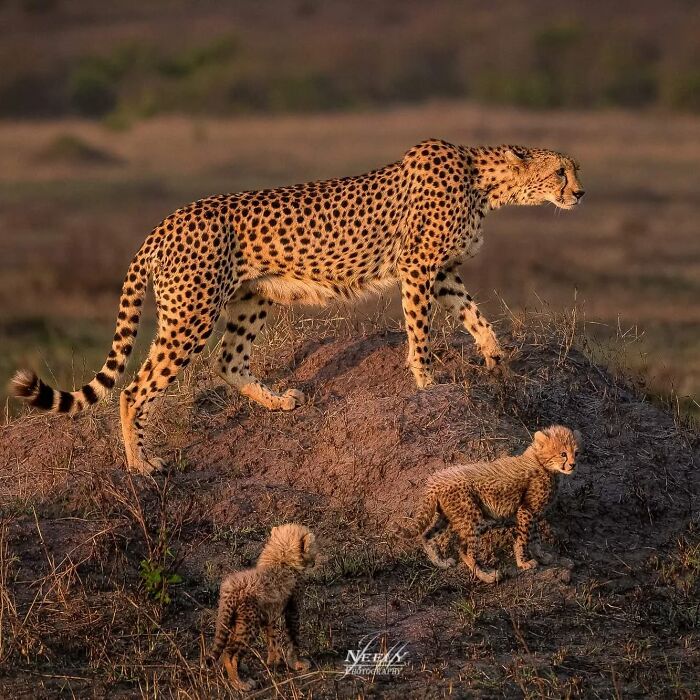 Cheetah mother walking with her two babies in the wild, showcasing adorable wildlife moments of mothers and their babies.