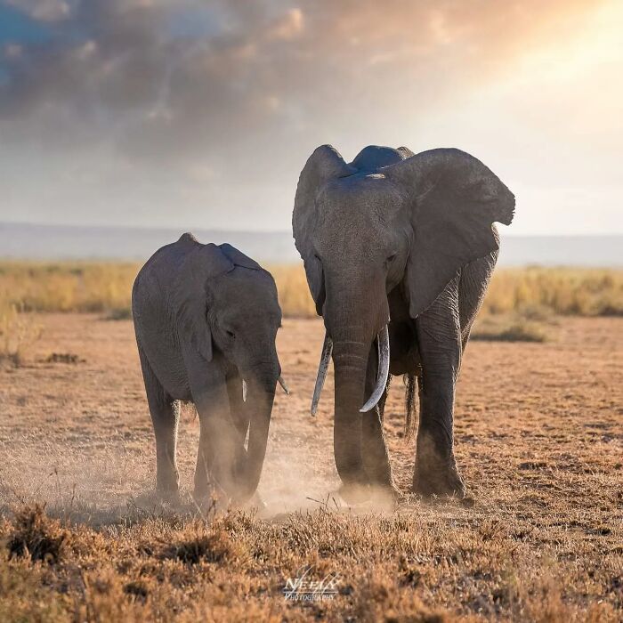 Elephant mother and baby walking side by side in a dusty wildlife setting celebrating animal family bonds.