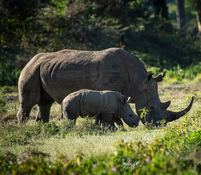 Mother rhinoceros and baby grazing together in a natural wildlife setting, showcasing adorable wildlife moments.
