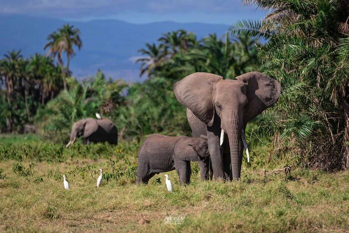 Mother elephant standing close to her baby in a lush green wildlife setting with birds nearby celebrating wildlife mothers.