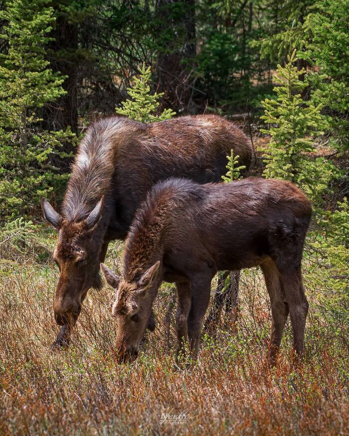 Mother moose and her baby grazing together in a forest, showcasing adorable wildlife and natural bonding moments.