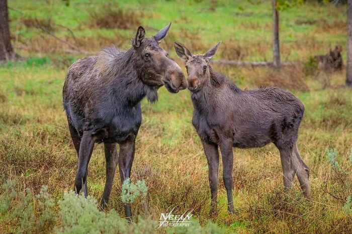 Mother moose and her baby standing close together in a grassy wildlife setting celebrating mothers and babies.
