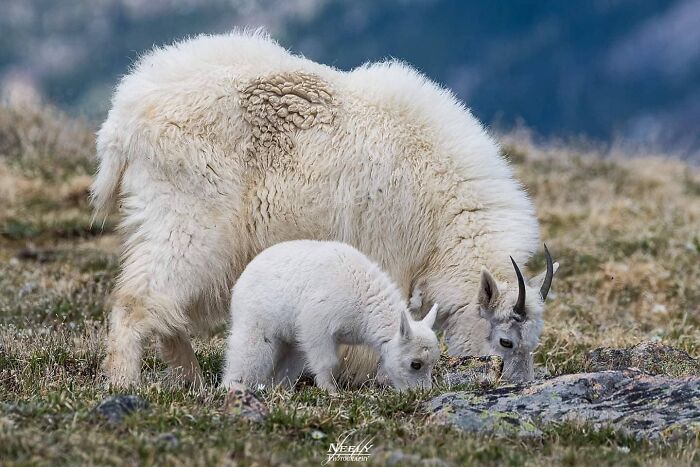 Mountain goat mother and baby grazing together in a natural setting, showcasing adorable wildlife and maternal bond.