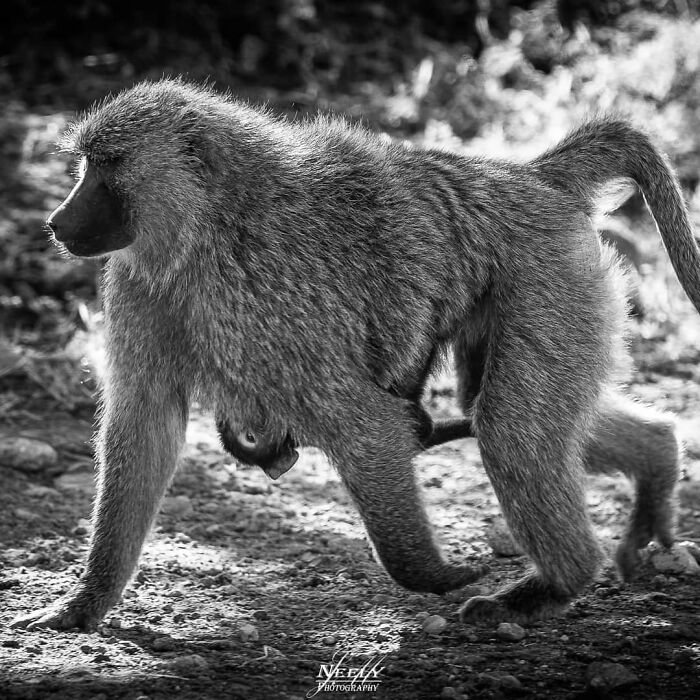 Adult baboon walking with baby clinging to abdomen in adorable wildlife photo celebrating mothers and babies.
