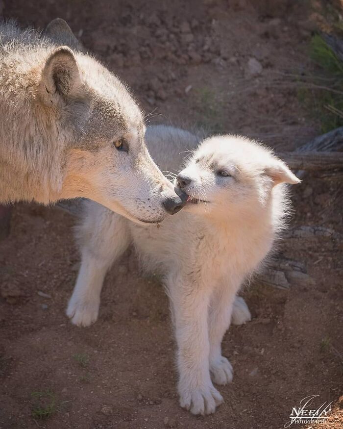 Adult wolf gently touching noses with its adorable white pup in a tender wildlife photo celebrating mothers and babies.