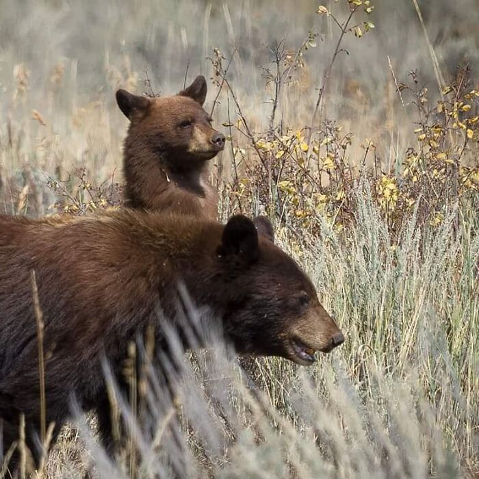 Mother bear and her cub walking through tall grass in a wildlife setting celebrating mothers and their babies.