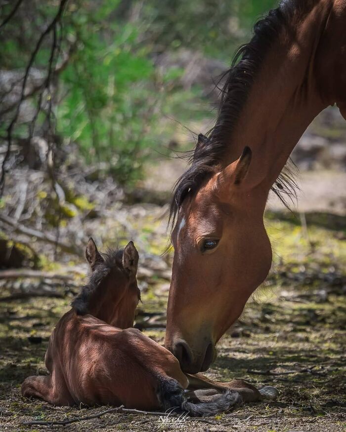 Mother horse nuzzling her foal outdoors in a tender moment, showcasing wildlife photos of mothers and their babies.