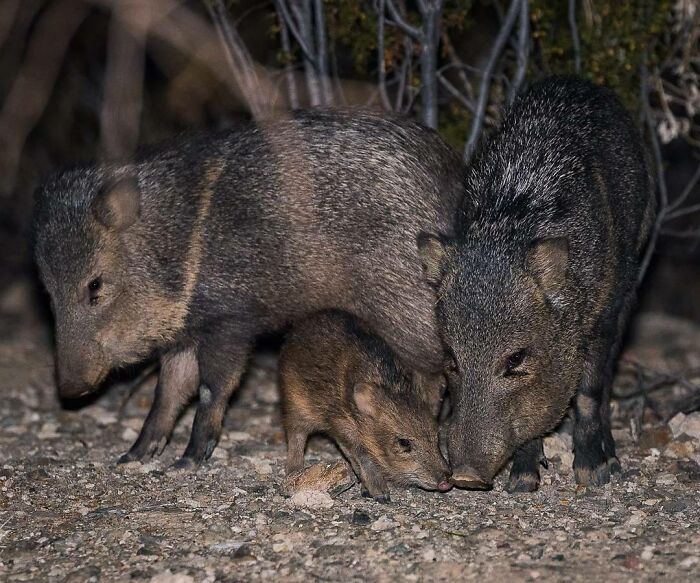 Mother and baby wild pigs touching noses at night in a natural habitat, capturing adorable wildlife moments.