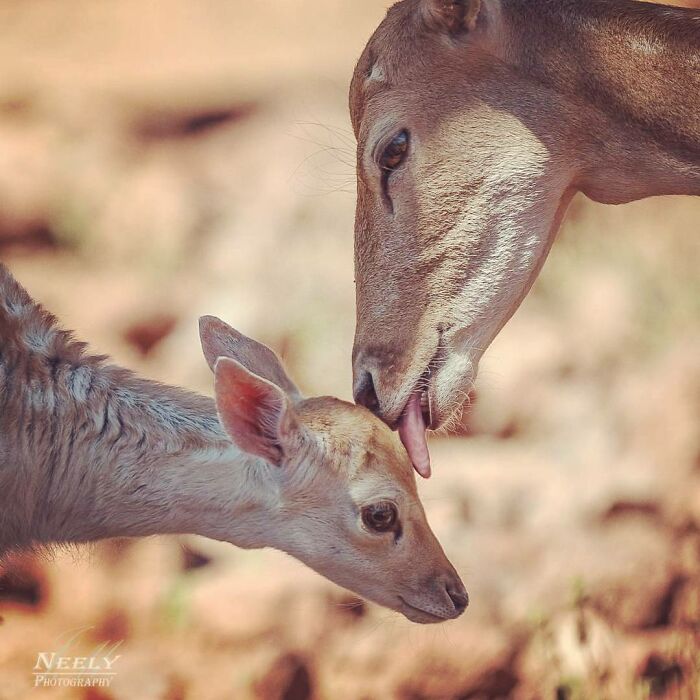 Mother deer gently licking her baby in a tender moment celebrating wildlife mothers and their babies.