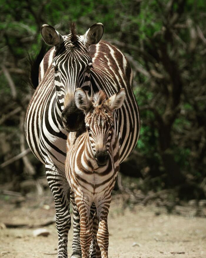 Mother zebra standing protectively behind her baby zebra in a natural wildlife setting showcasing adorable animal bonding.