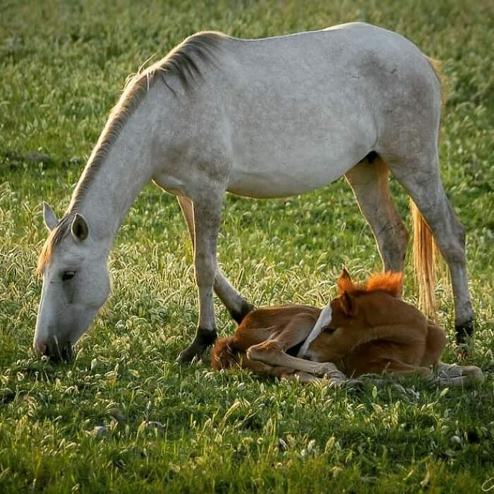 A mother horse grazing while her baby foal rests on the grass, showcasing adorable wildlife and mother-baby bond.