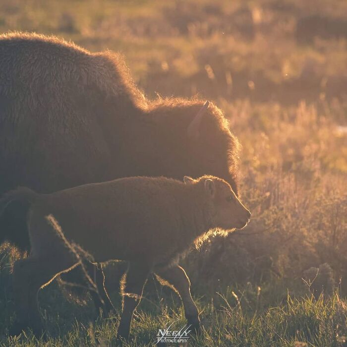 Adult bison and calf walking close together in golden light, showcasing wildlife and mother and baby bond.